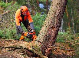 Best Commercial Tree Services  in West Brattleboro, VT