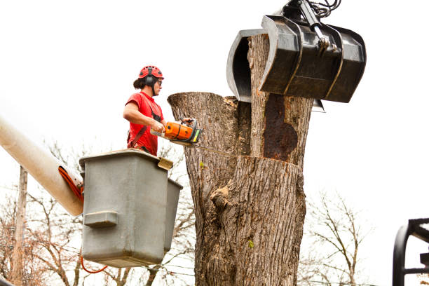 Best Tree Trimming and Pruning  in West Brattleboro, VT